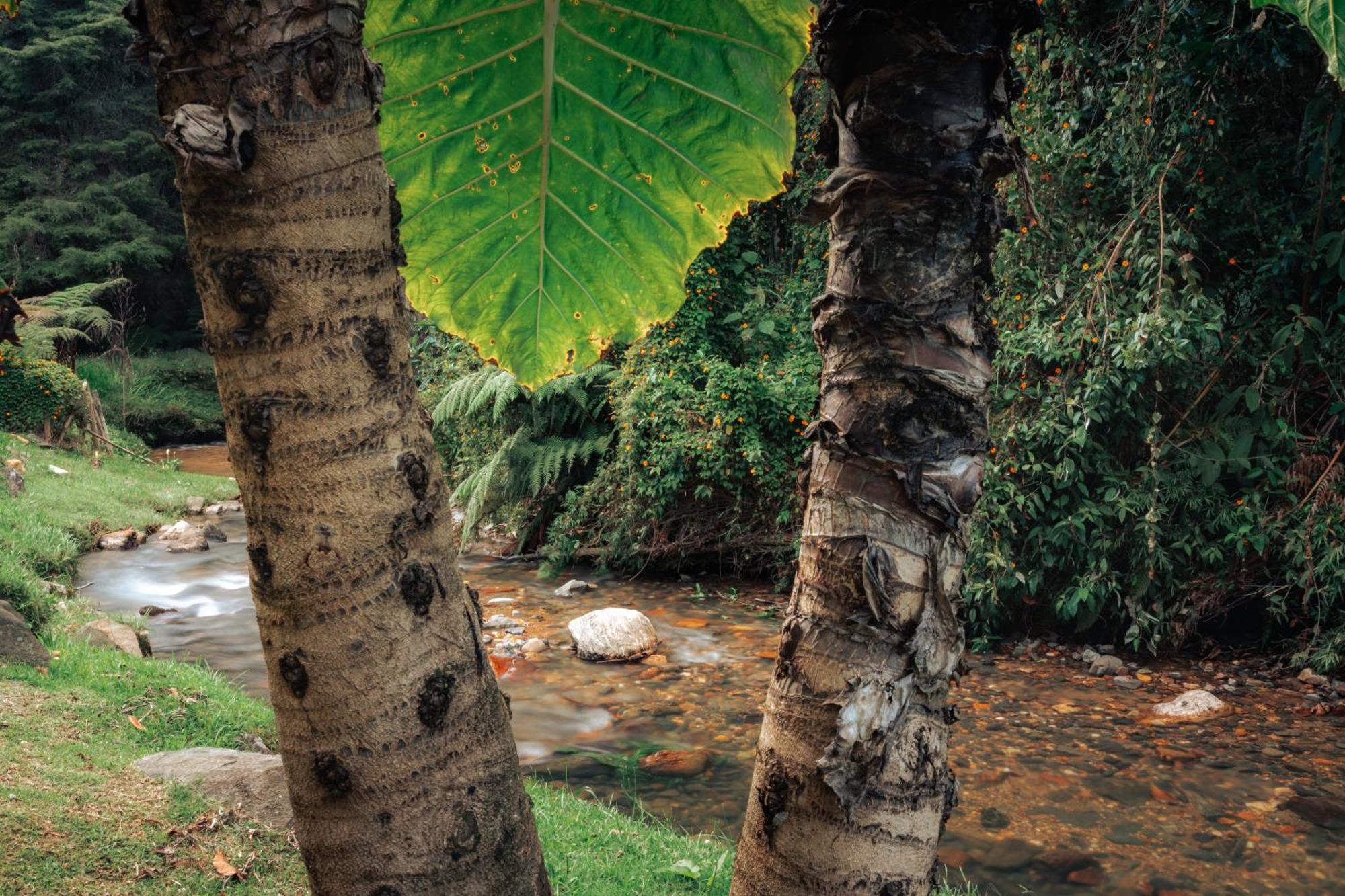 Hotel Bubblesky Glamping 15 Min From Medellin à Rionegro Extérieur photo